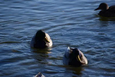 DSC_1164 (Large).JPG